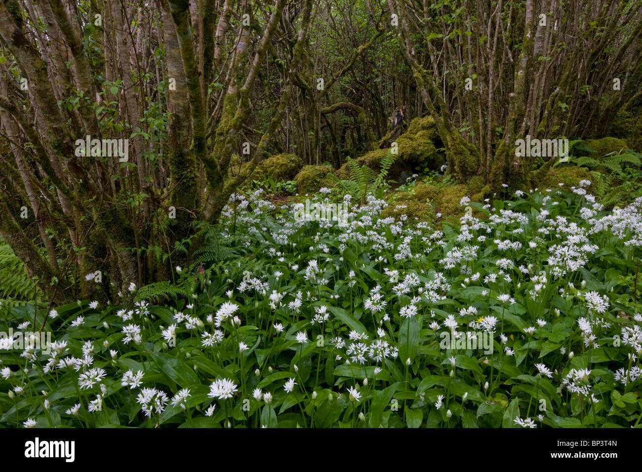 Belle Hazel coppice avec sous-bois dense de Ramsons ou ail sauvage, à Slieve Carran, le Burren, Eire Banque D'Images