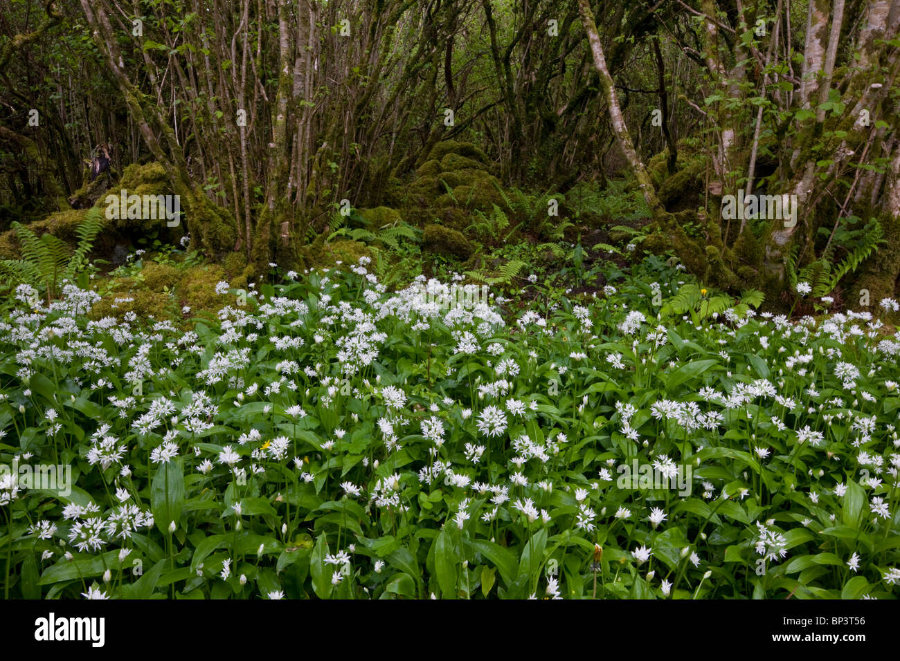 Belle Hazel coppice avec sous-bois dense de Ramsons ou ail sauvage, à Slieve Carran, le Burren, Eire Banque D'Images