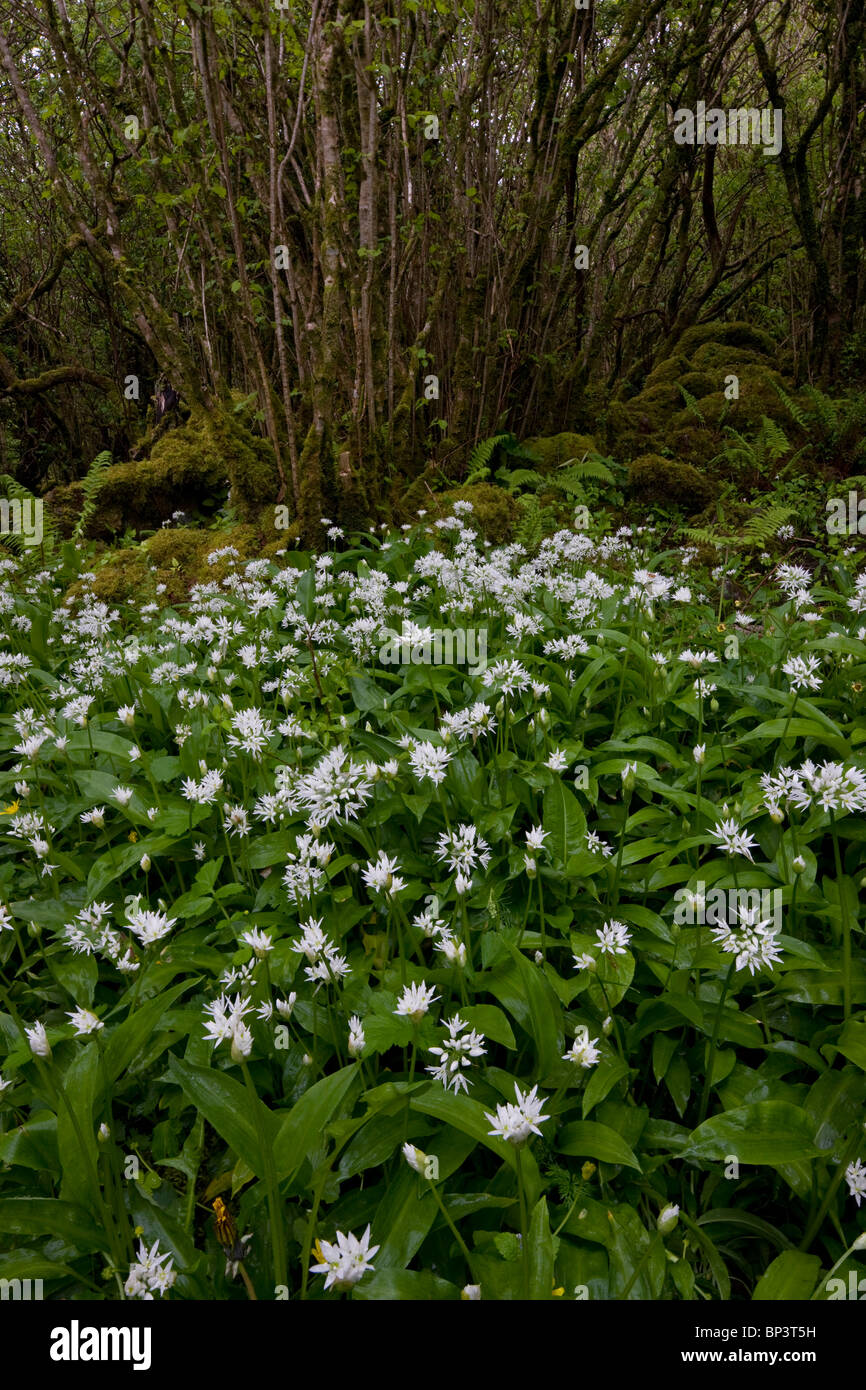 Belle Hazel coppice avec sous-bois dense de Ramsons ou ail sauvage, à Slieve Carran, le Burren, Eire Banque D'Images