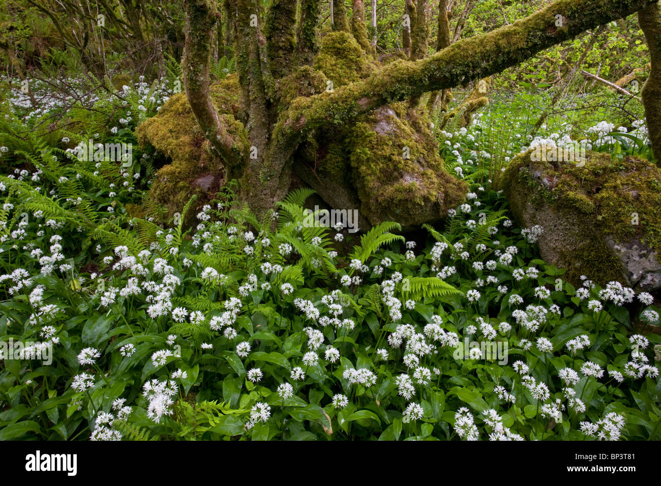 Belle Hazel coppice avec sous-bois dense de Ramsons ou ail sauvage, à Slieve Carran, le Burren, Eire Banque D'Images