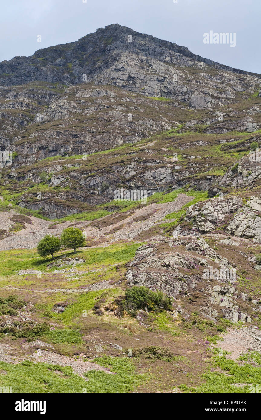 Pente raide d'un Lake District est tombé avec une succession d'éboulis et de plantation, y compris l'herbe naturalisés, Bracken et arbres. UK Banque D'Images