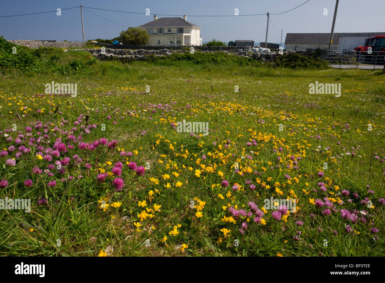 Les pâturages fleuris sur l'Inis Oírr (Inisheer), le Burren, dans l'ouest de l'Irlande Banque D'Images