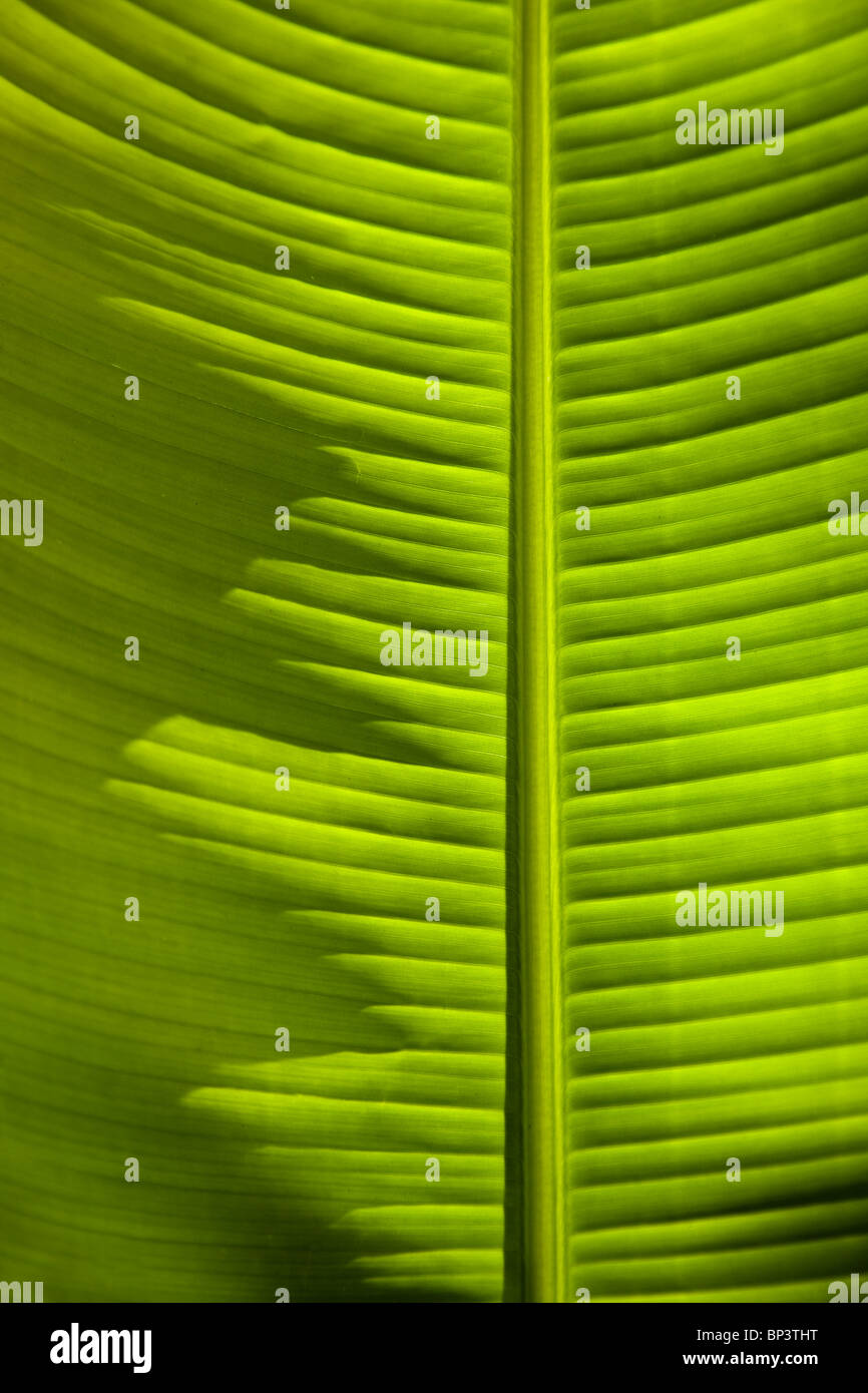 Feuilles de banane avec beaucoup de détails rétroéclairé Banque D'Images