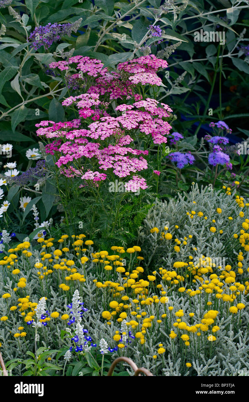 La plantation mixte dans un jardin, frontière avec l'Achillea millefolium Banque D'Images