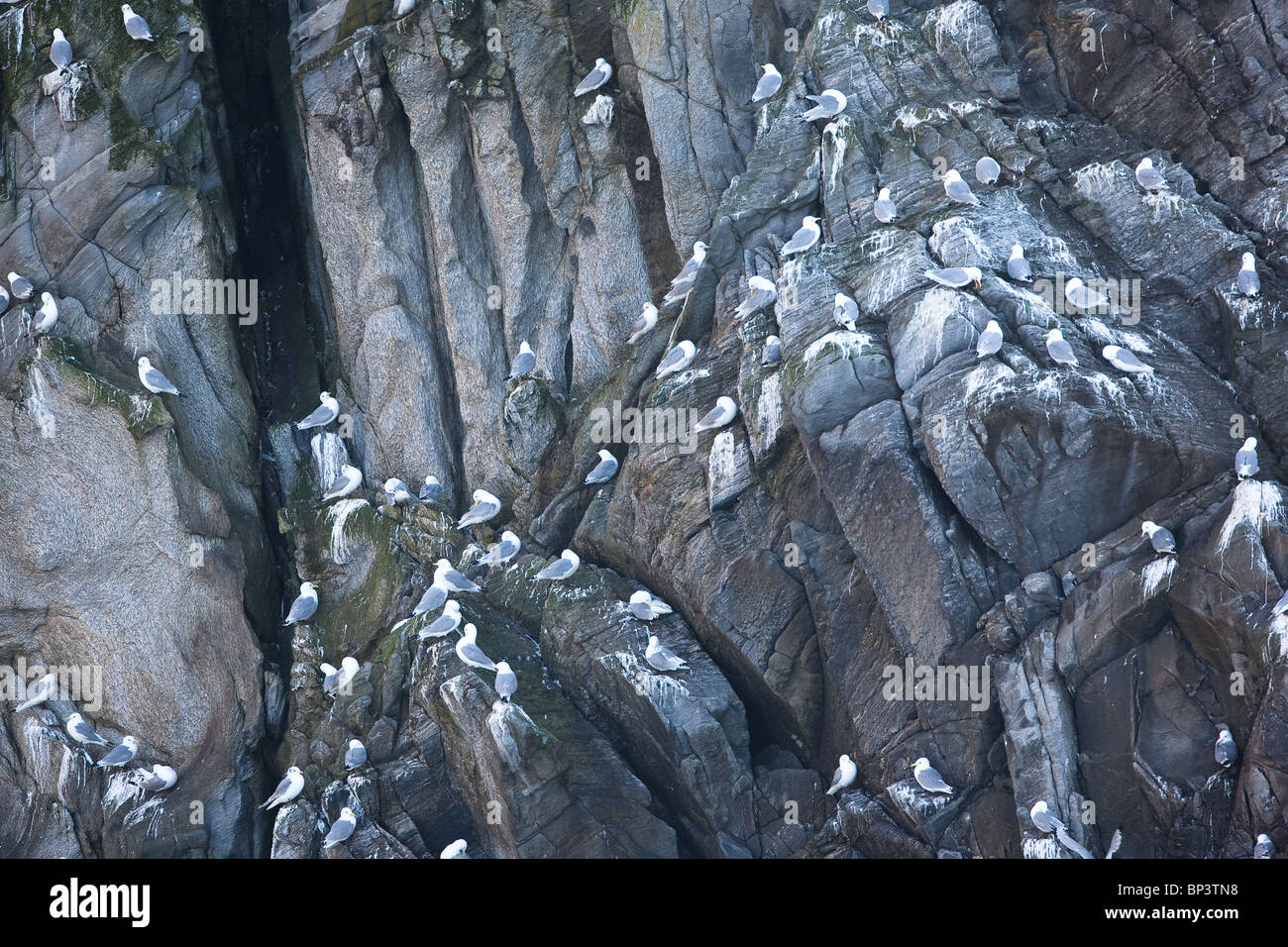 Kittiwardes, Rissa tridactyla, nichant sur la falaise escarpée Rundebranden à l'île Runde sur la côte atlantique de l'atlantique, en Norvège. Banque D'Images