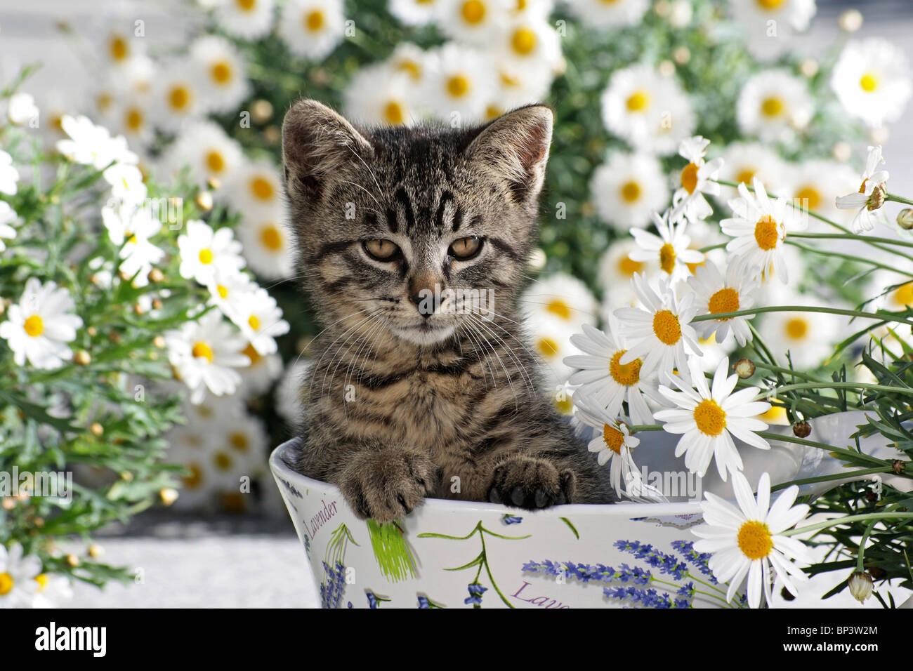 Tabby chaton dans une tasse entre les marguerites Banque D'Images Tabby chaton dans une tasse entre les marguerites Banque D'Images