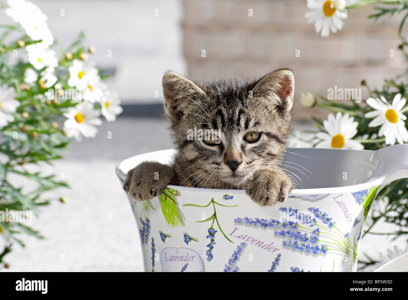 Tabby chaton dans une tasse Banque D'Images Tabby chaton dans une tasse Banque D'Images