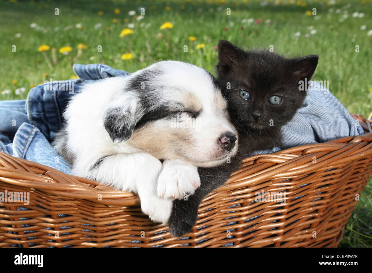 Amitie Animale Chaton Et Un Berger Australien Chiot Dans Un Panier Photo Stock Alamy Amitie Animale Chaton Et Un Berger Australien Chiot Dans Un Panier Photo Stock Alamy