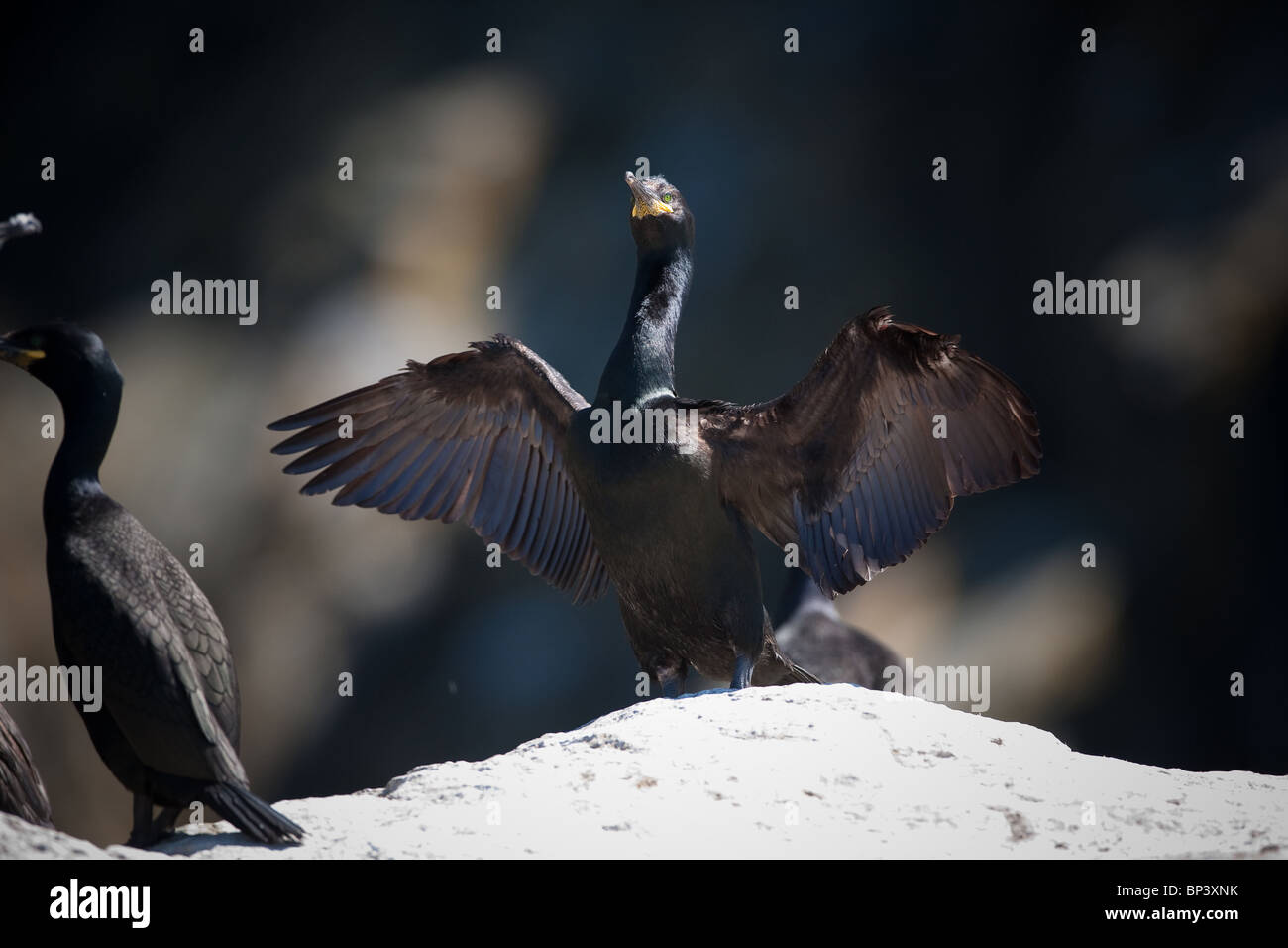 Le cerf européen, Phalacrocorax aristotelis, a étendu ses ailes sur une roche sur le rivage de l'île de Runde, sur la côte ouest de l'Atlantique, en Norvège. Banque D'Images