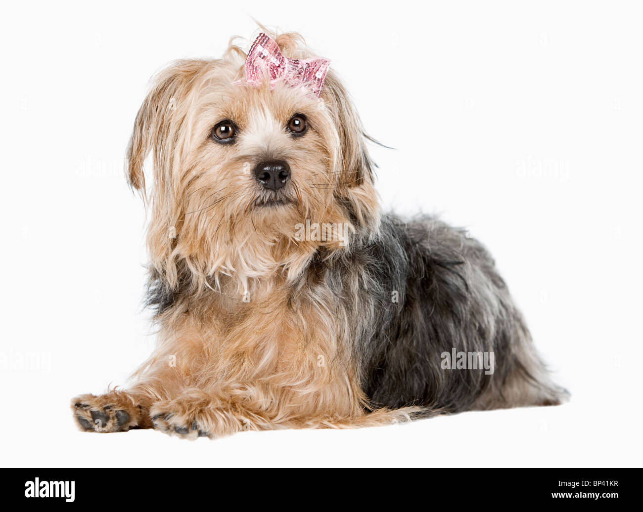 Portrait of a Cute Yorkshire Terrier contre fond clair Banque D'Images