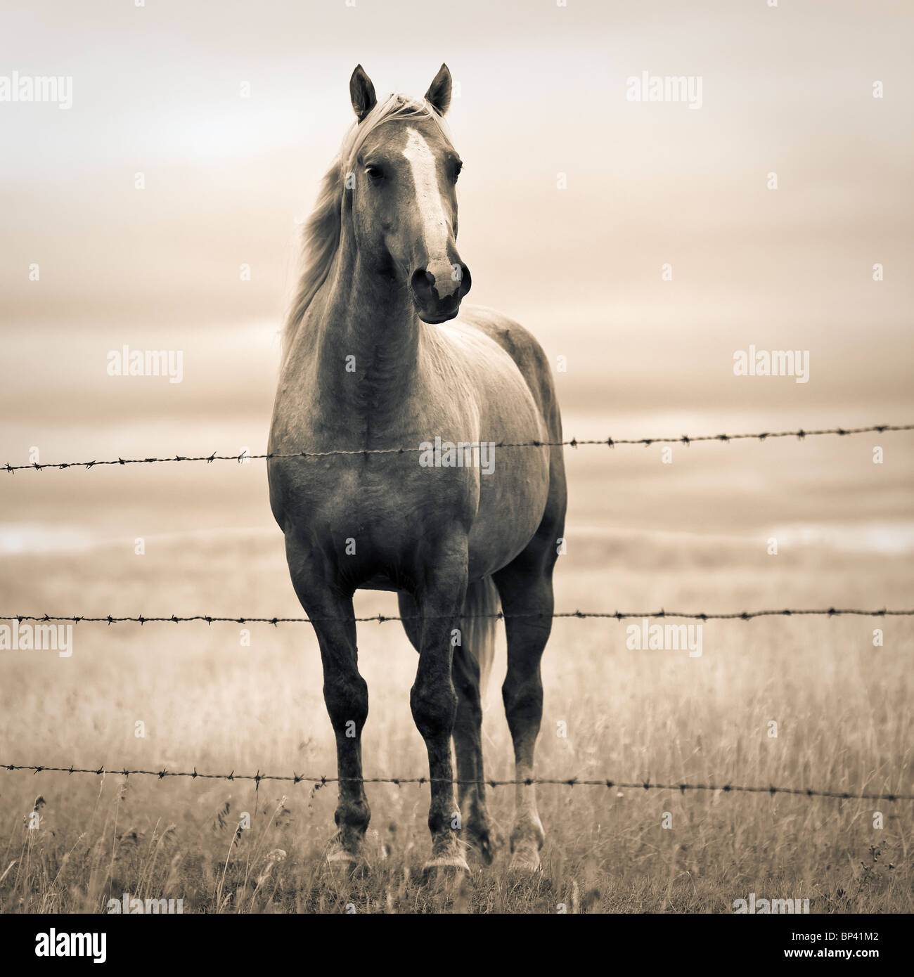 Portrait d'un cheval dans les Prairies canadiennes, Big Muddy Badlands, Saskatchewan, Canada. Banque D'Images