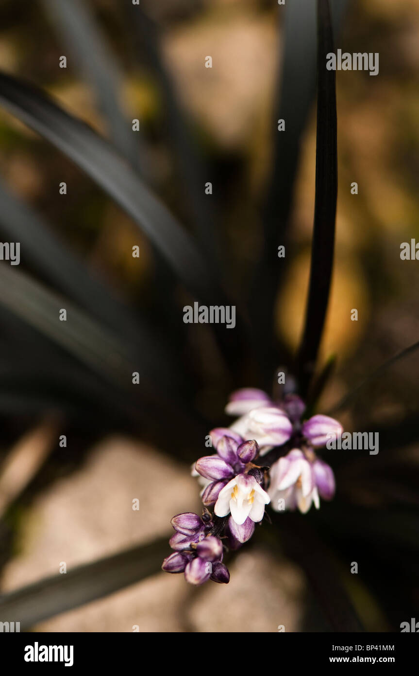 Dwarf Summer Lilac Photos Dwarf Summer Lilac Images Alamy