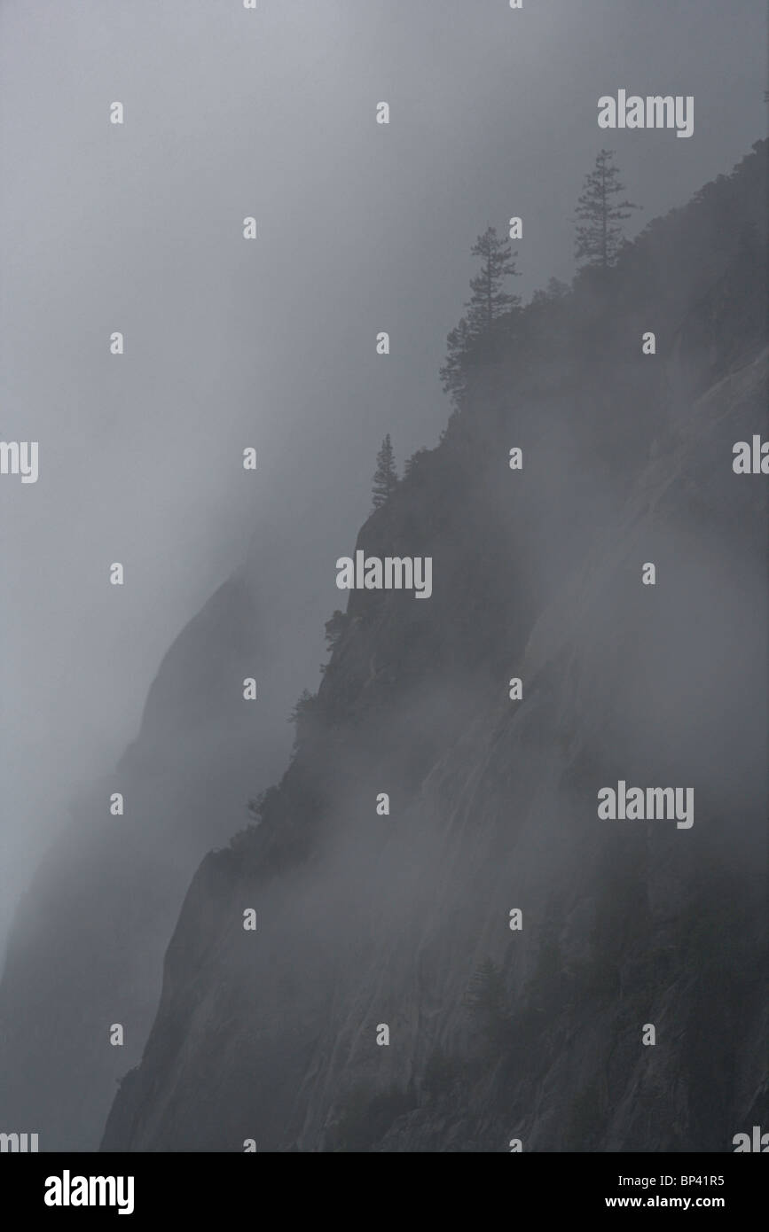Arbre sur une falaise en nuage à Yosemite National Park en Californie. Banque D'Images