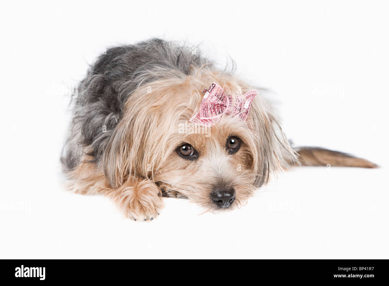 Portrait of a Cute Yorkshire Terrier contre fond clair Banque D'Images