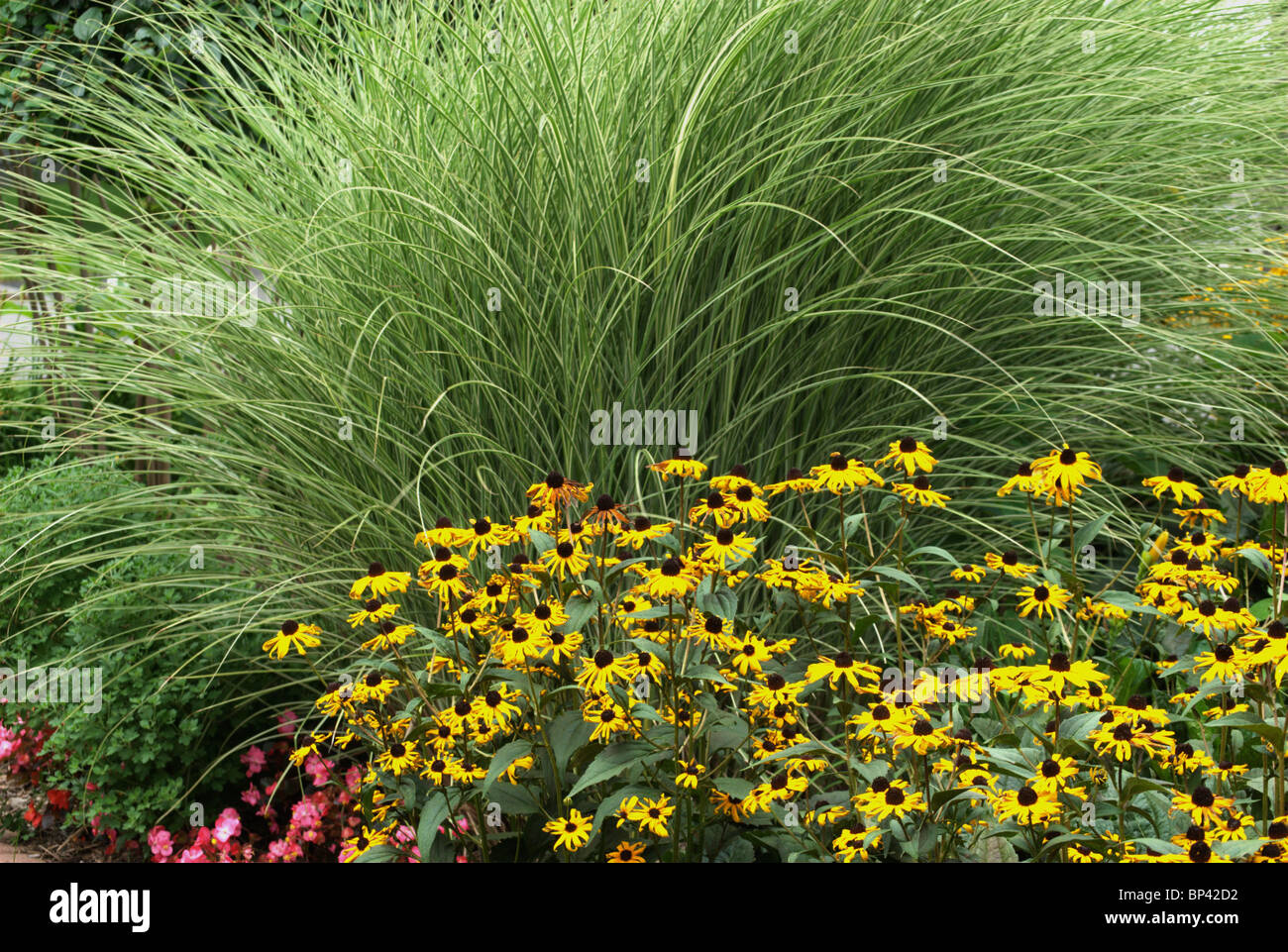 Jardin arrangement comprend l'herbe d'ornement et d'oeil noir Suzie's. Banque D'Images