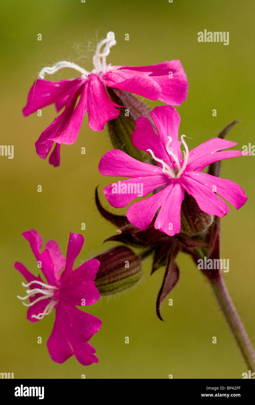 Red campion Silene dioica, fleurs femelles. Banque D'Images