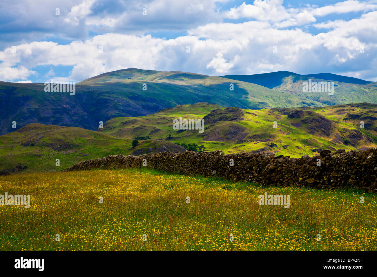 Une prairie de renoncules près de cercle de pierres de Castlerigg dans le Parc National du Lake District, Cumbria, England, UK Banque D'Images