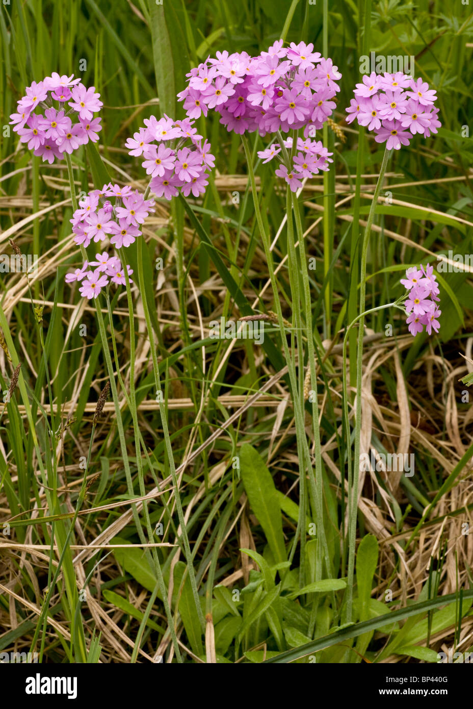 Bird's Eye, Primrose Primula farinosa en fleur, de l'Estonie Banque D'Images