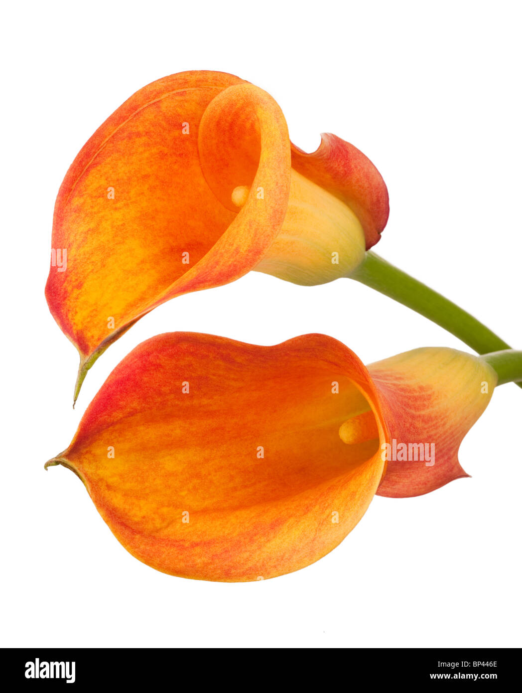 Une paire d'orange Calla Lilly fleurs sur fond blanc Banque D'Images