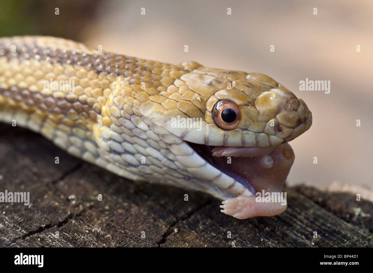 Rat jaune, serpent Elaphe obsoleta quadrivittata, manger bébé souris, originaire de l'Est des États-Unis Banque D'Images