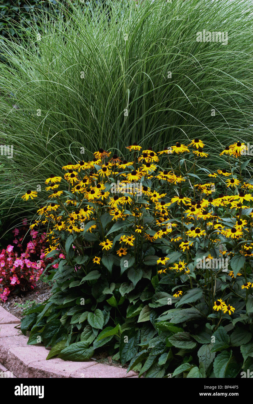Jardin arrangement comprend l'herbe d'ornement et d'oeil noir Suzie's. Banque D'Images