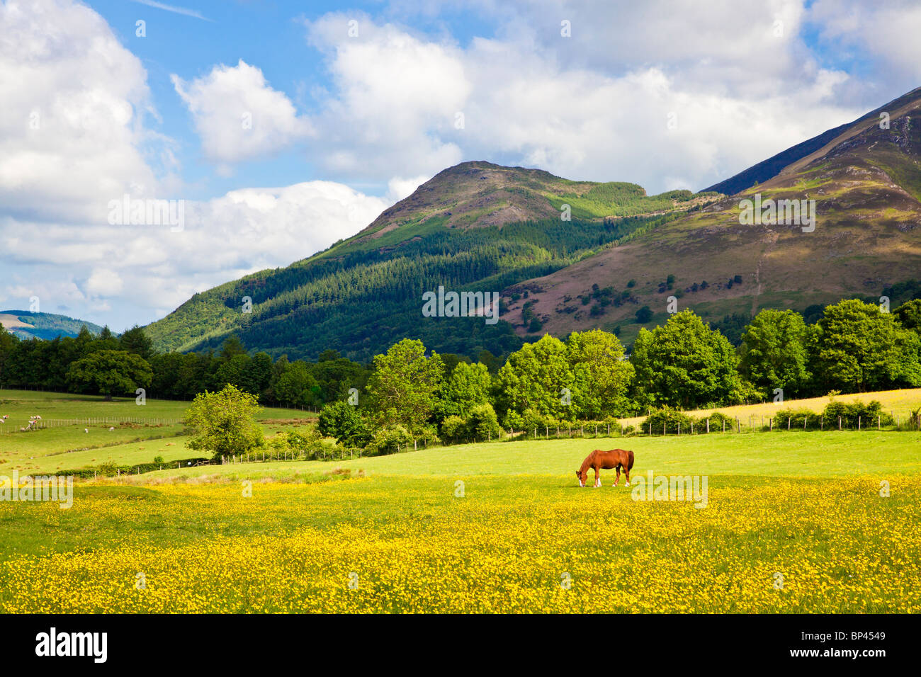 Une prairie de renoncules et cheval de pâturage ci-dessous Dodd près de Keswick dans le Parc National du Lake District, Cumbria, England, UK Banque D'Images