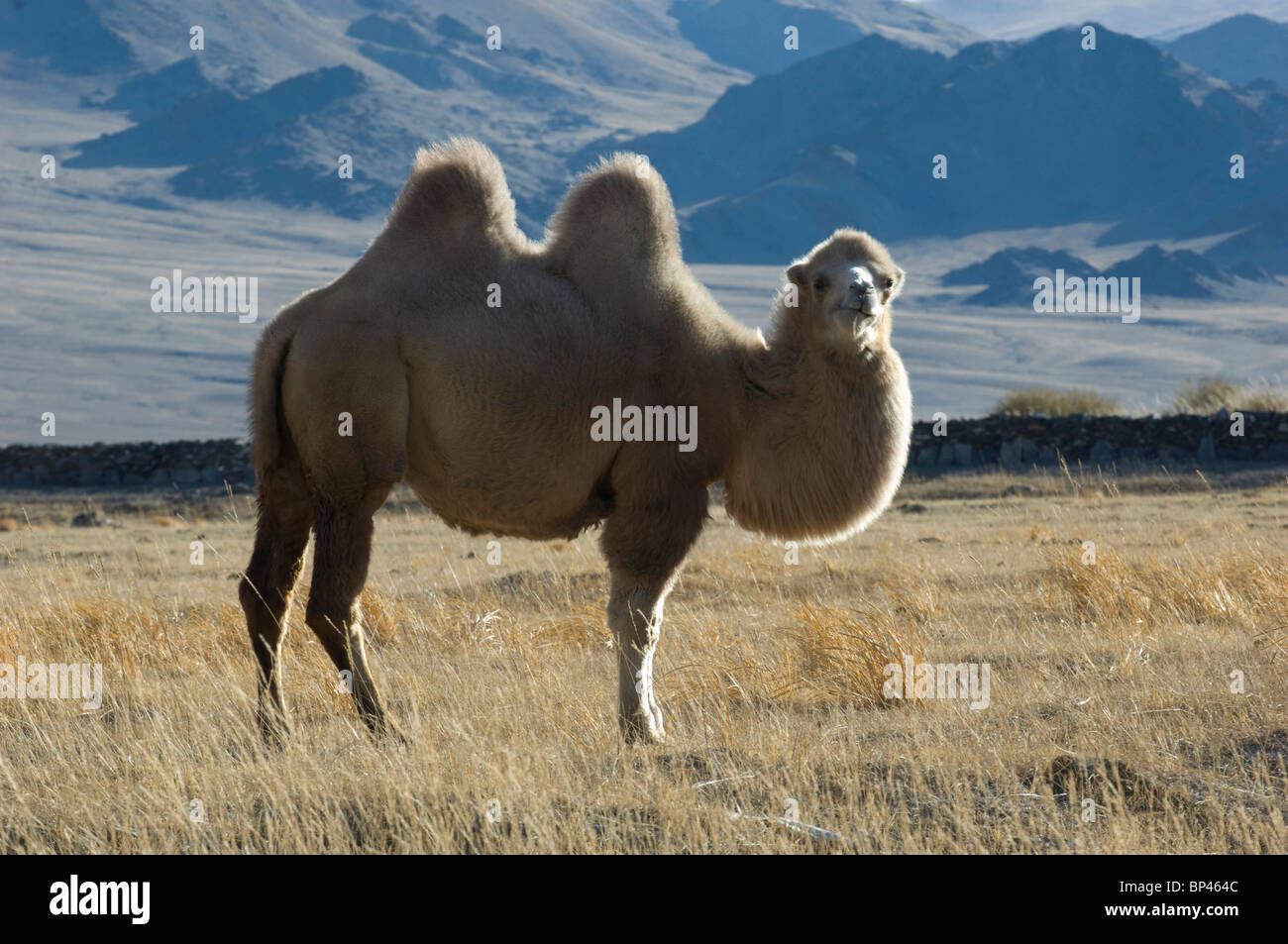 Double hump camel Banque de photographies et d’images à haute ...