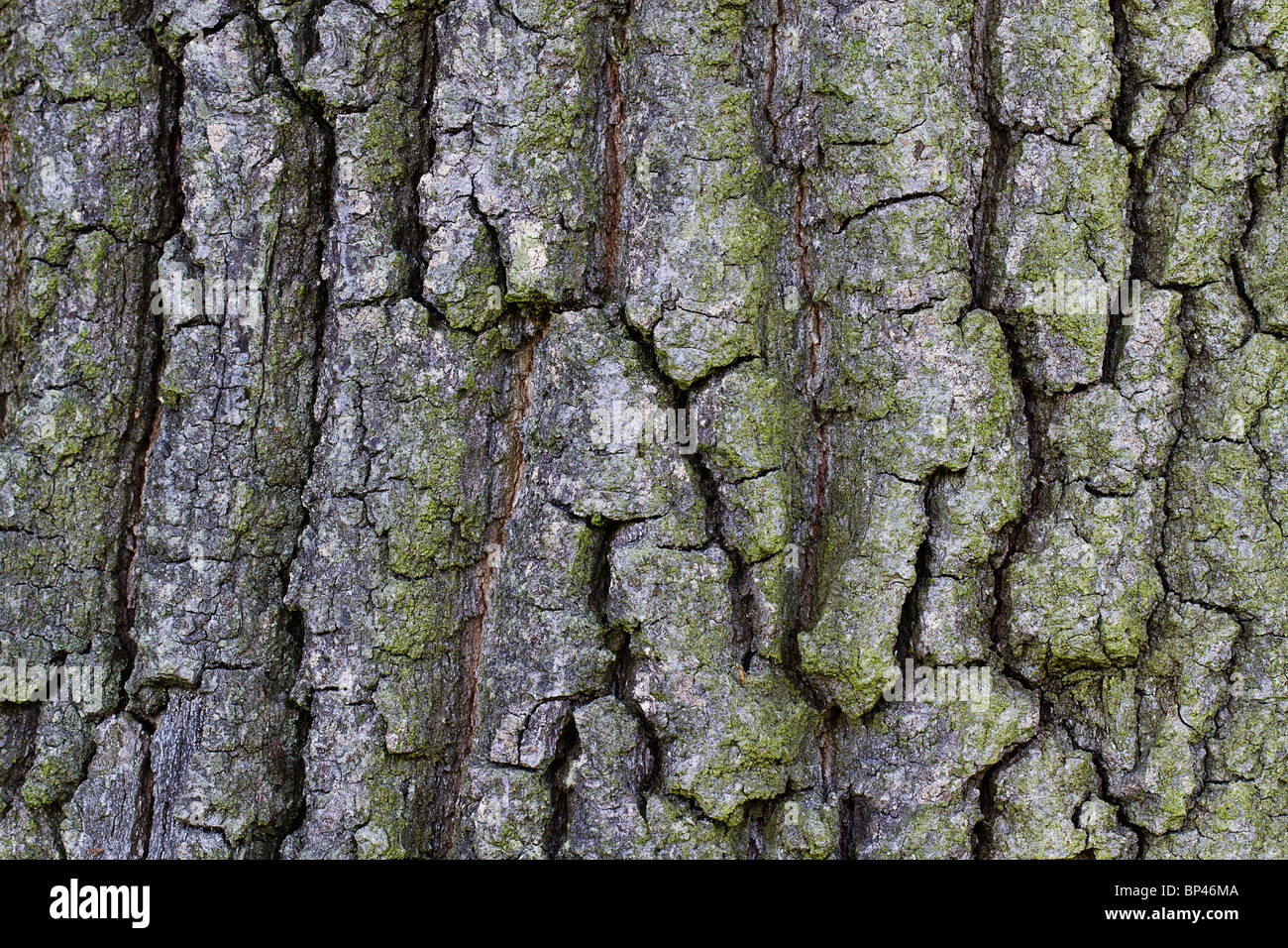 Texture de fond d'une écorce rugueuse Banque D'Images