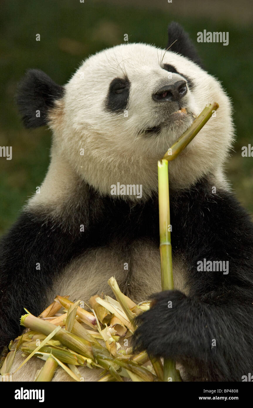 Panda géant se nourrissant de tige de bambou dans la province du Sichuan, Chine. Banque D'Images