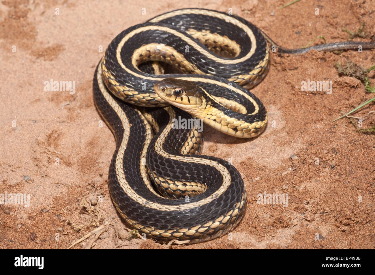 Eastern, Thamnophis sirtalis sirtalis, originaire de l'est Amérique du Nord Banque D'Images