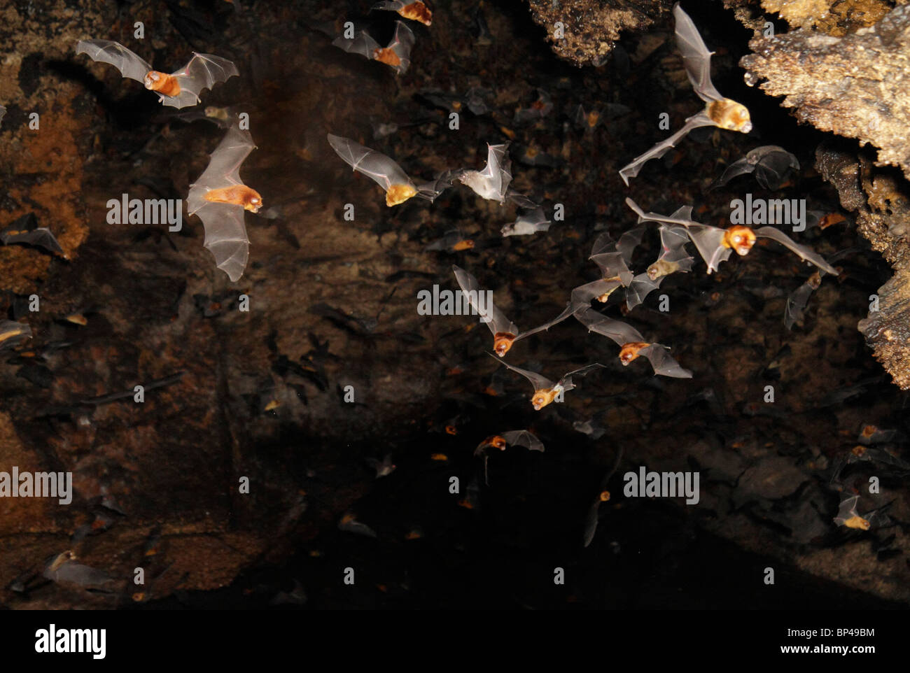 Chauves-souris insectivores multiples de plusieurs espèces volant dans la grotte, comté de Kilifi, côte du Kenya. Banque D'Images