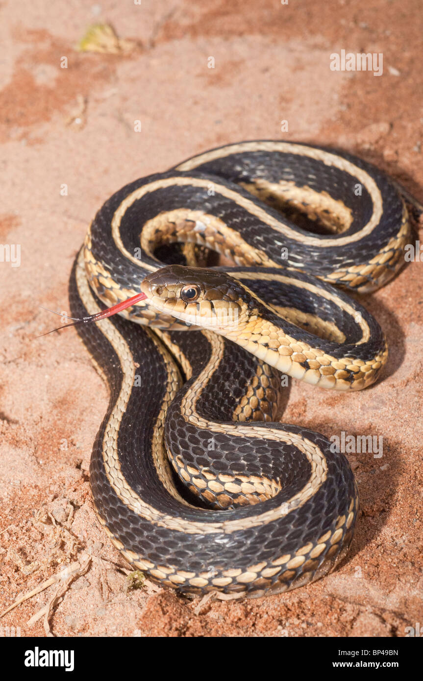 Eastern, Thamnophis sirtalis sirtalis, originaire de l'est Amérique du Nord Banque D'Images