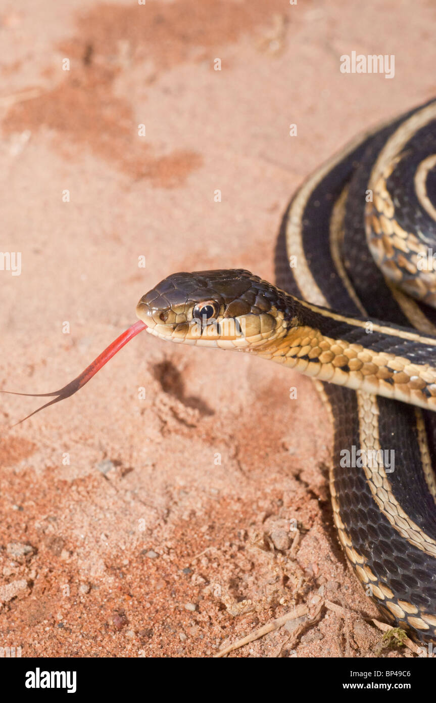 Eastern, Thamnophis sirtalis sirtalis, originaire de l'est Amérique du Nord Banque D'Images