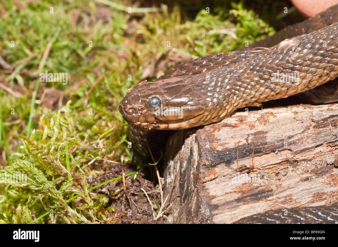 Couleuvre d'eau (Nerodia sipedon sipedon, originaire d'Amérique du Nord Banque D'Images