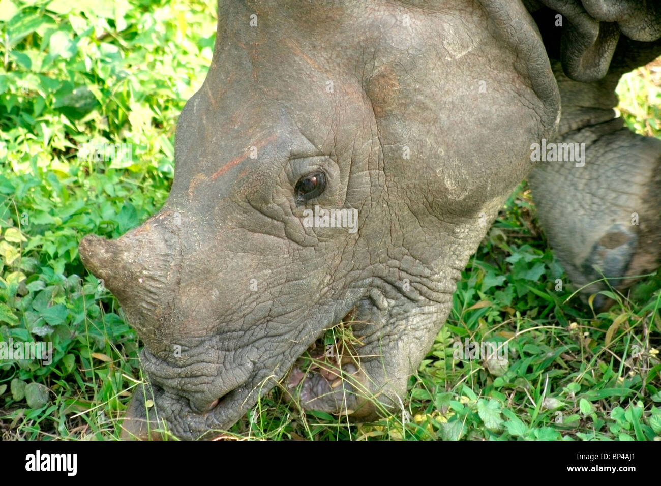 Rhinocéros indien Banque D'Images