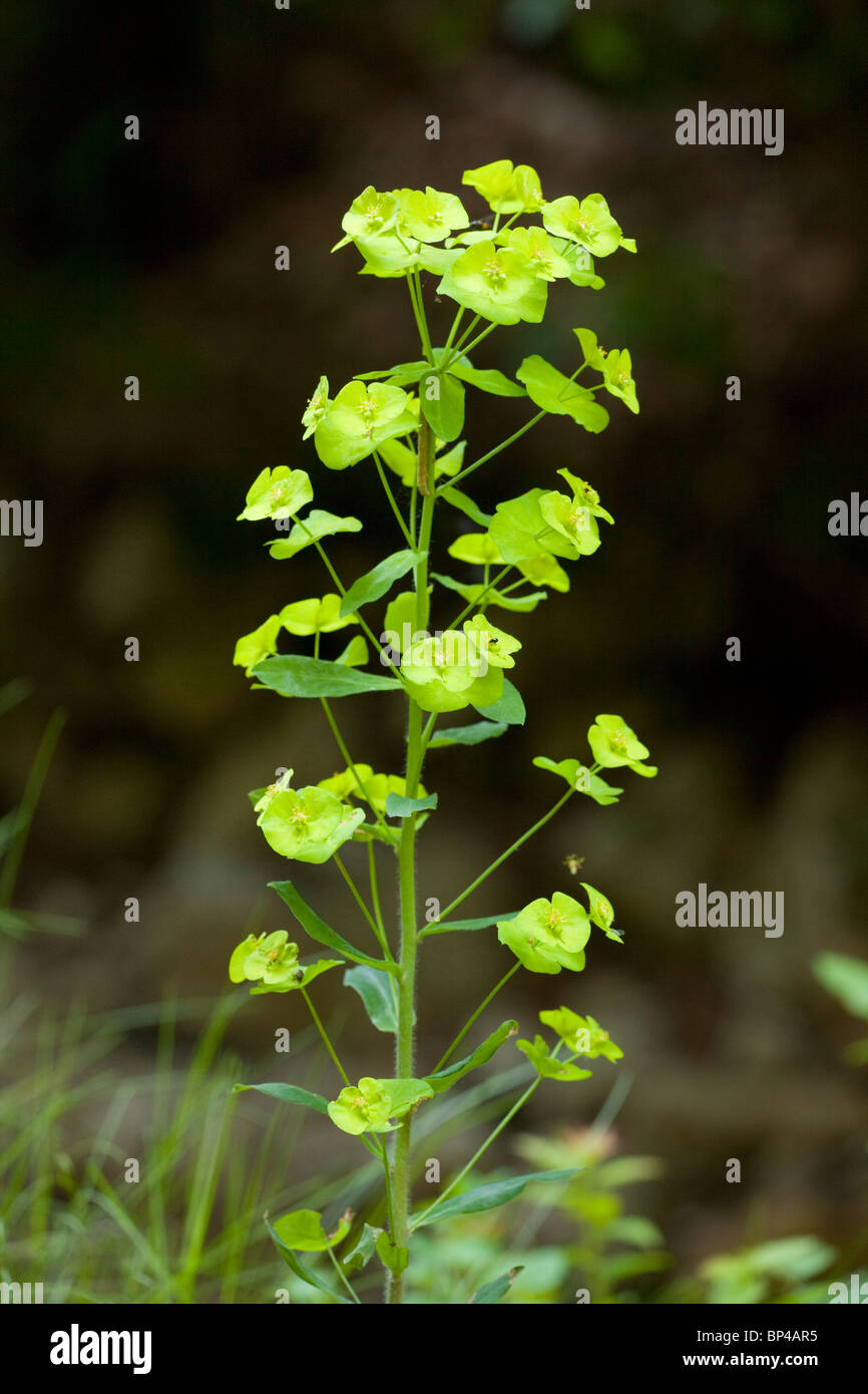 L'euphorbe, Euphorbia amygdaloides en bois, en fleurs. Banque D'Images