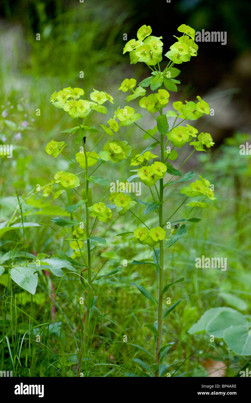 L'euphorbe, Euphorbia amygdaloides en bois, en fleurs. Banque D'Images