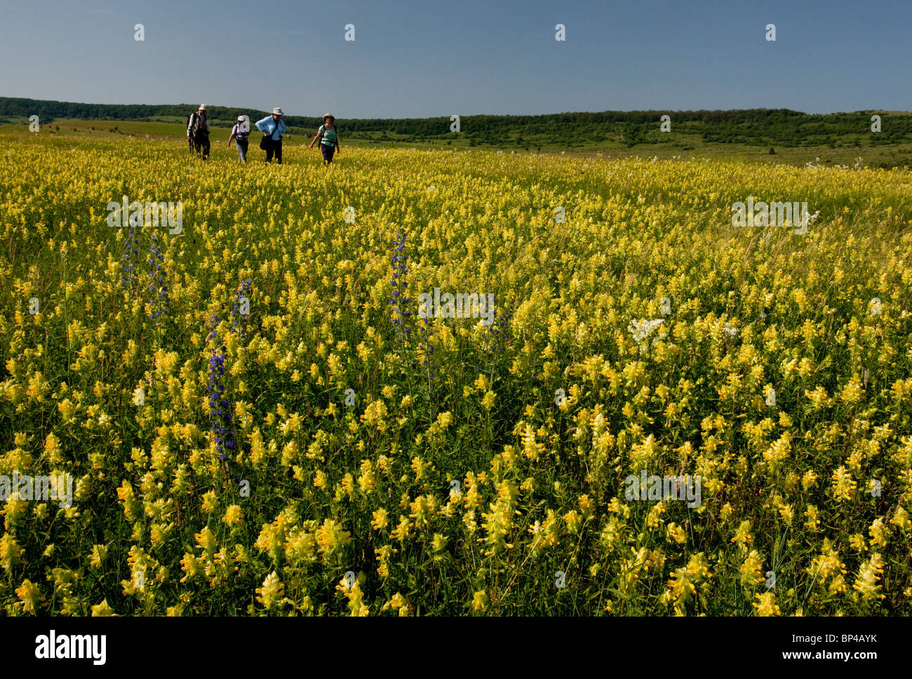 Groupe Nature marche à travers de vastes prairies fleuries intensément autour du village Saxon de Transylvanie, Roumanie Viscri. Banque D'Images