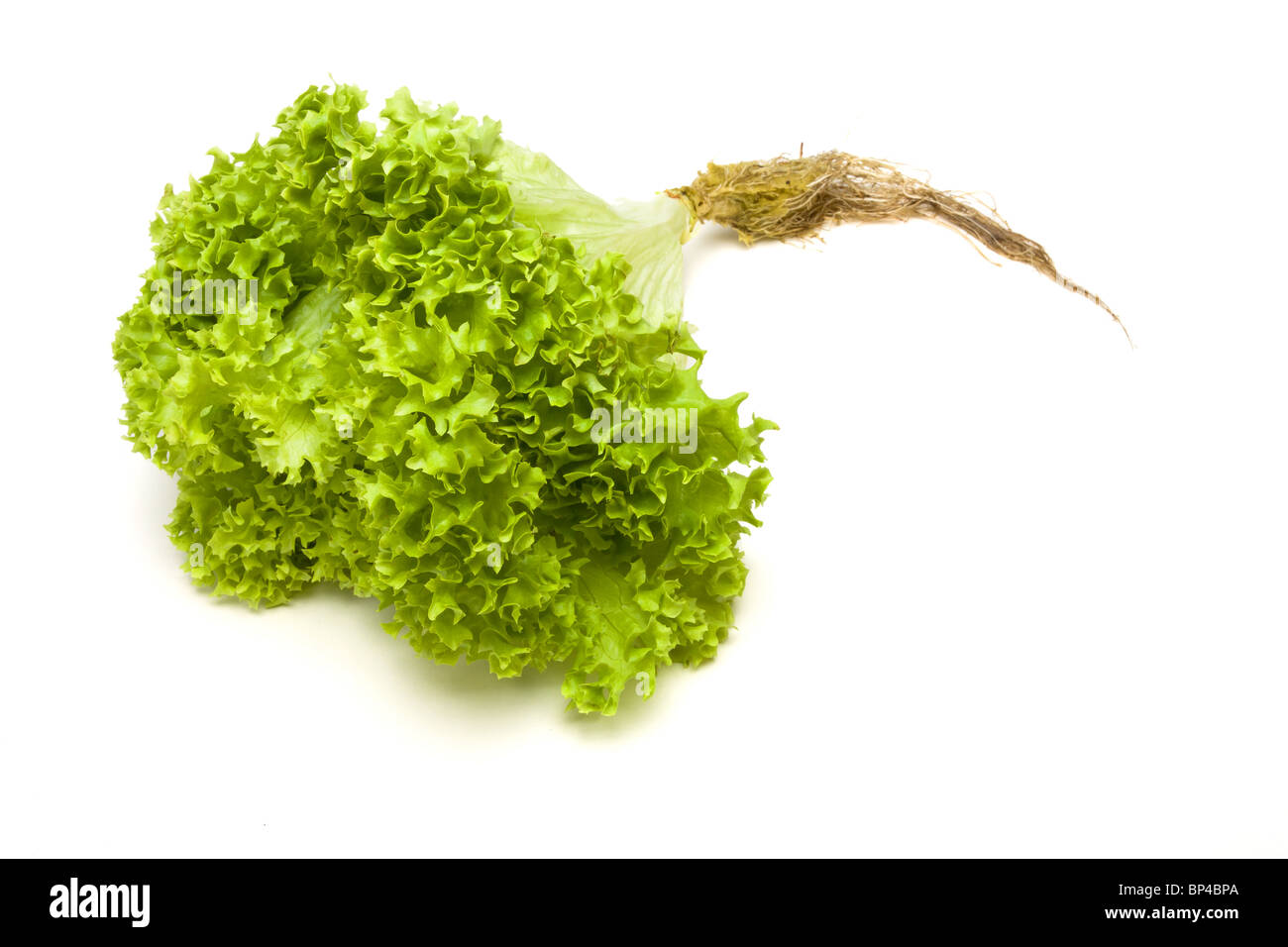 Vivre vert éclatant avec les racines de la laitue Lollo Biondi variété isolés contre blanc. Banque D'Images