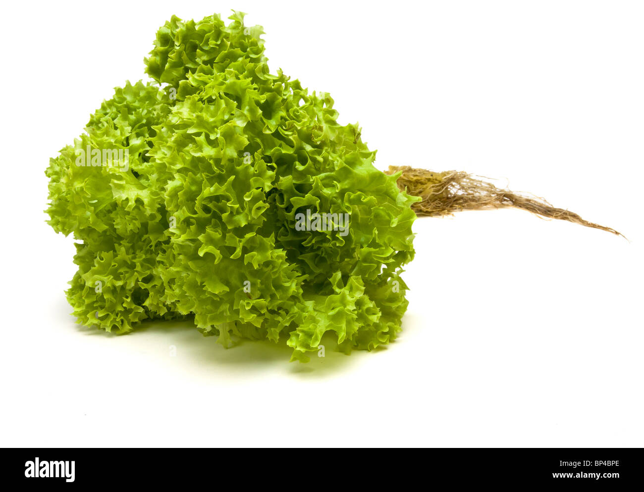 Vivre vert éclatant avec les racines de la laitue Lollo Biondi variété isolés contre blanc. Banque D'Images