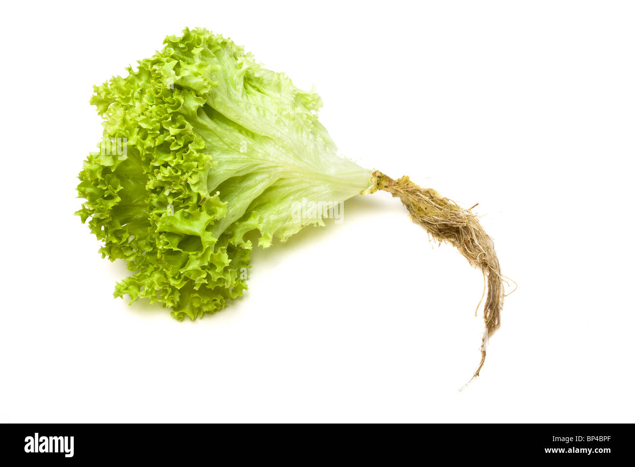 Vivre vert éclatant avec les racines de la laitue Lollo Biondi variété isolés contre blanc. Banque D'Images