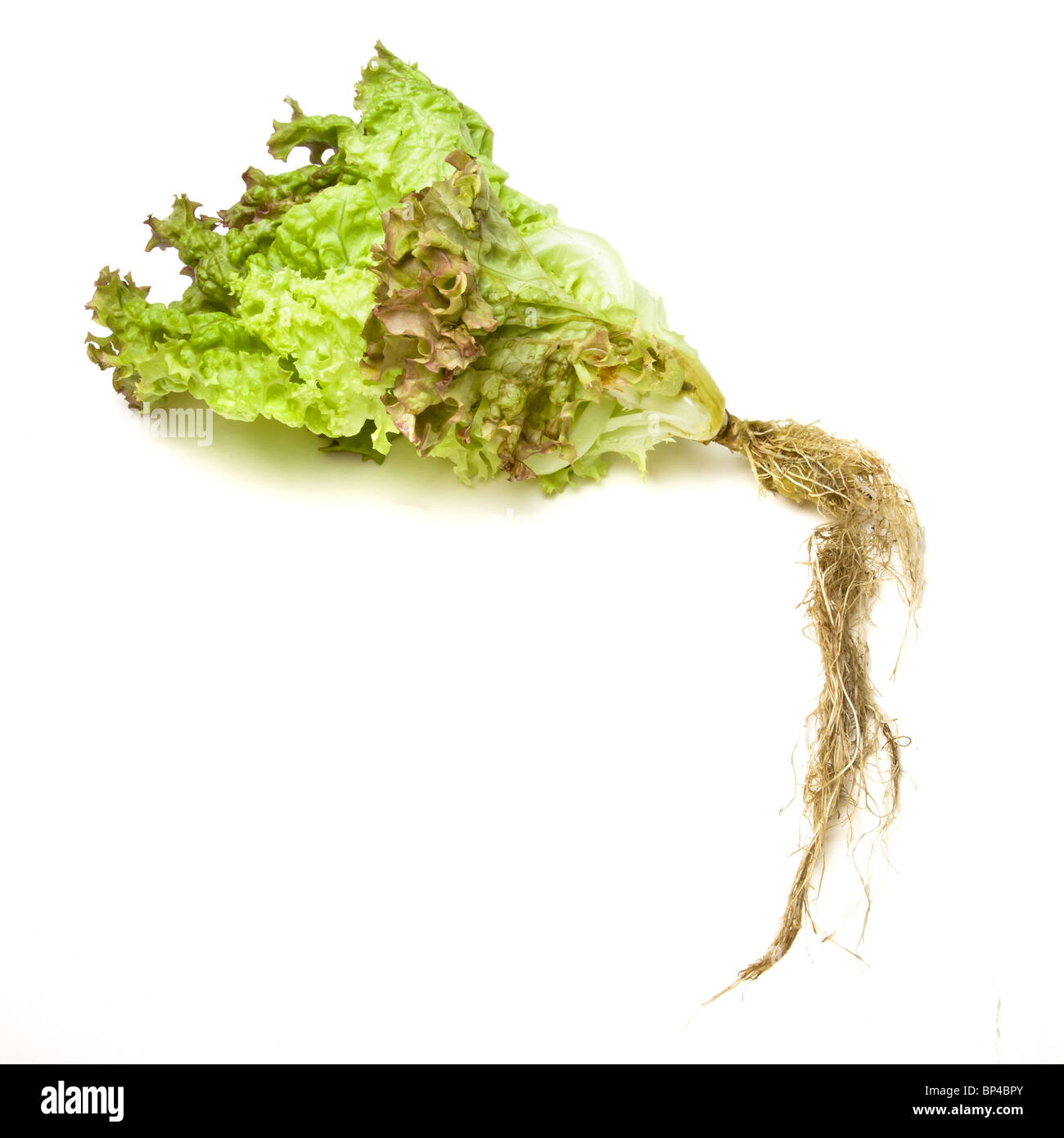 Rouge vibrant vert laitue à vivre avec les racines de la Lollo Rosso variété isolés contre blanc. Banque D'Images