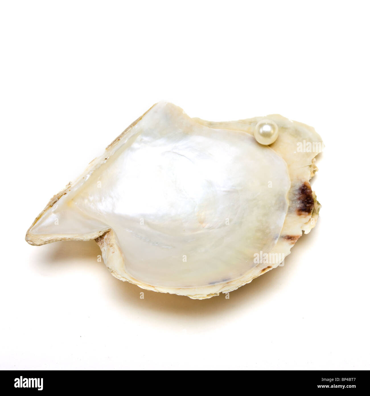 Pearl reposant sur coquille d'huître ouverte afin d'illustrer le concept de richesse isolés contre blanc. Banque D'Images