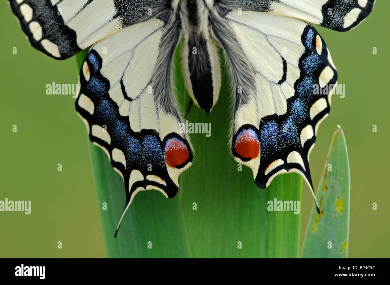 Papillon machaon Papilio machaon gorganus :. Spécimens élevés en captivité. Close up of 'tails' sur les ailes Banque D'Images