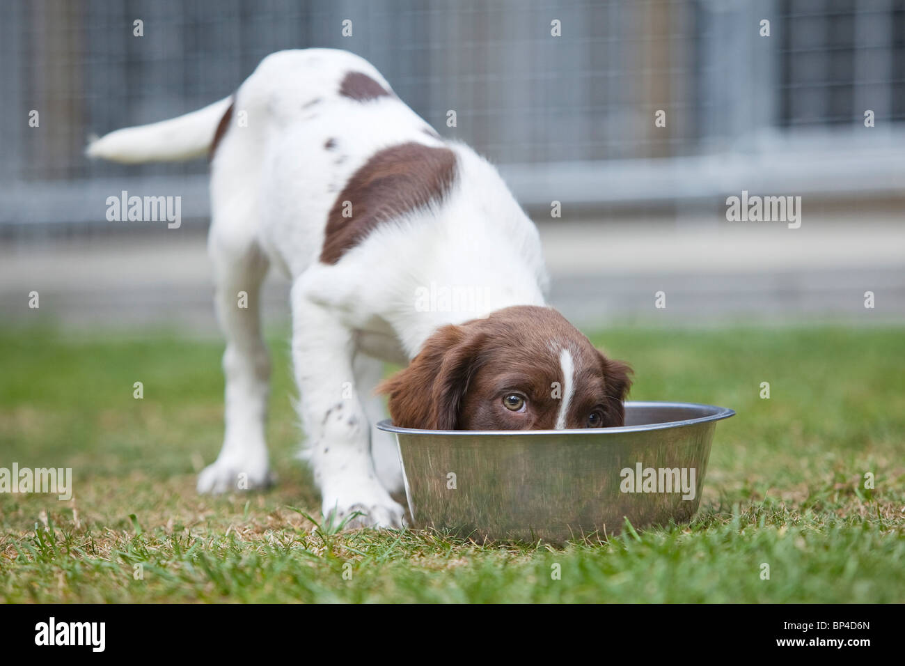 Un marron et blanc English Springer Spaniel chiot chien de manger des aliments provenant d'un metal dog bowl placé à l'extérieur dans un jardin à l'herbe Banque D'Images