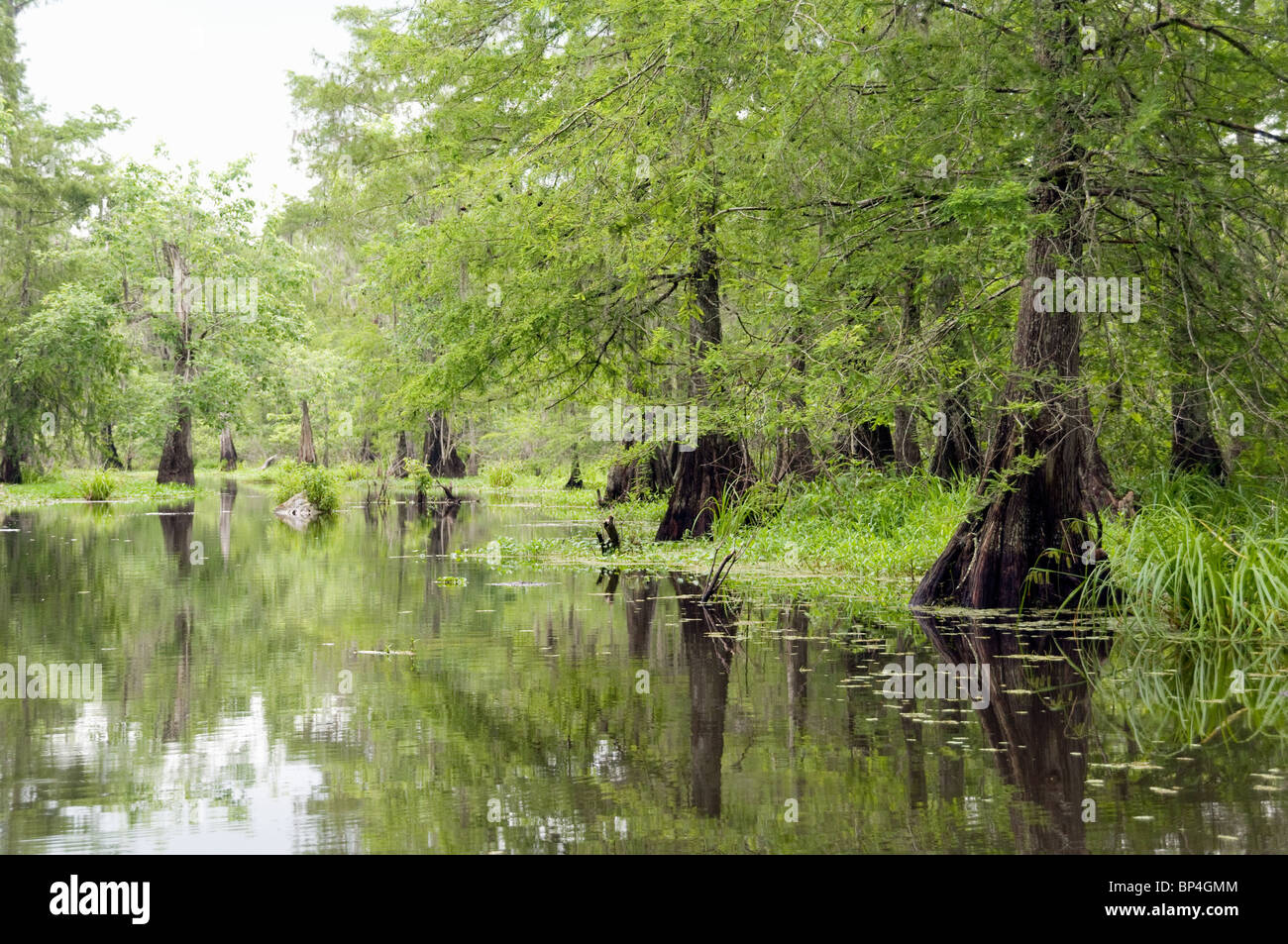 Les arbres et les marécages dans le lac Martin, une partie de l'île Cypress préserver, à l'extrémité ouest de la swamp Atchafalaya, près de Lafayette en Louisiane. Banque D'Images