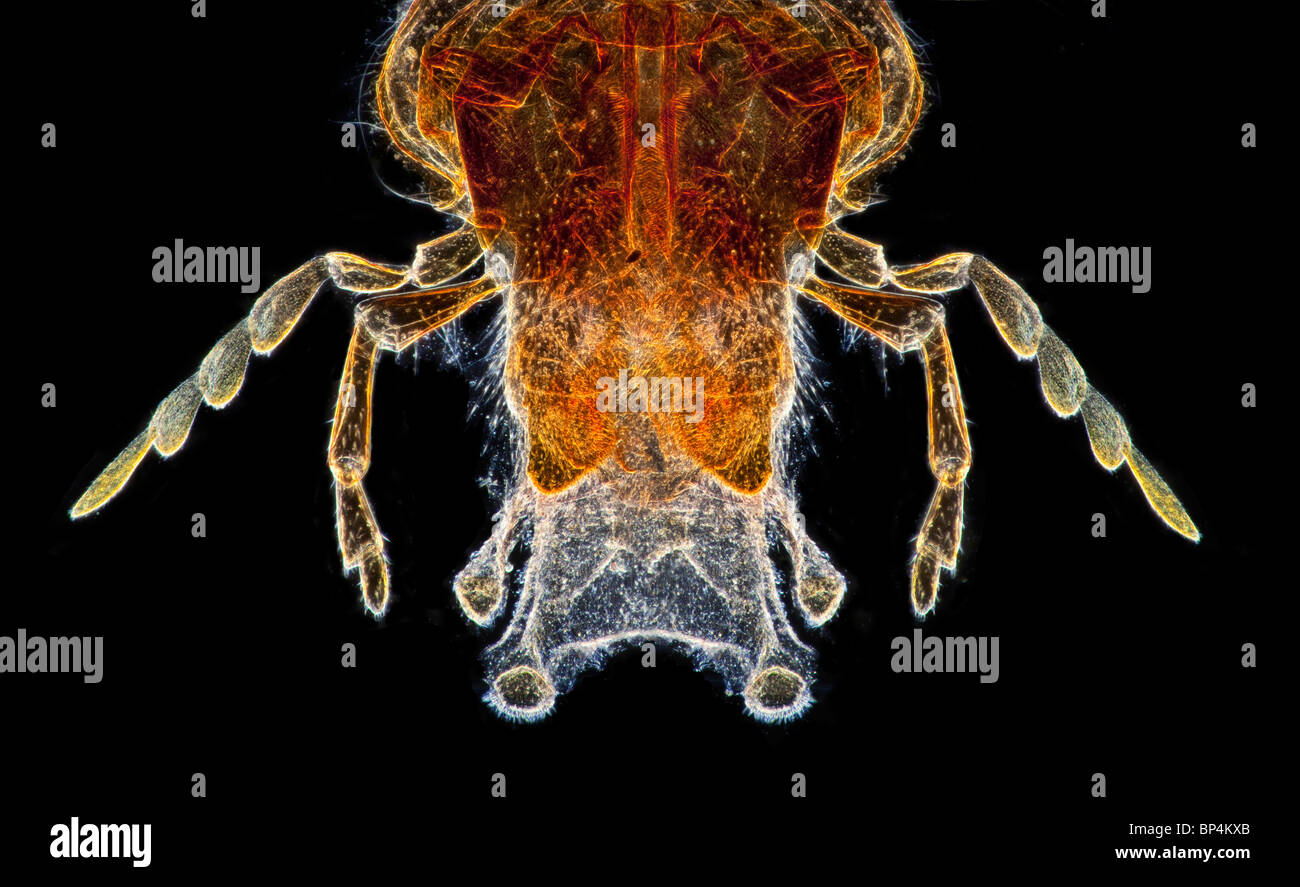 Darkfield photomicrographie de pièces buccales wasp montrant structure générale. Banque D'Images