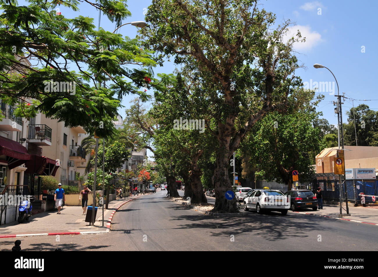 Israël, Tel Aviv, rue King George, 5 sycomores anciens (Ficus sycomorus) dans l'environnement urbain, Banque D'Images