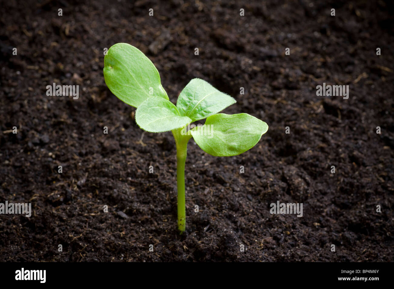 Les nouveaux semis provenant du sol. Profondeur de champ avec l'espace pour copier. Banque D'Images