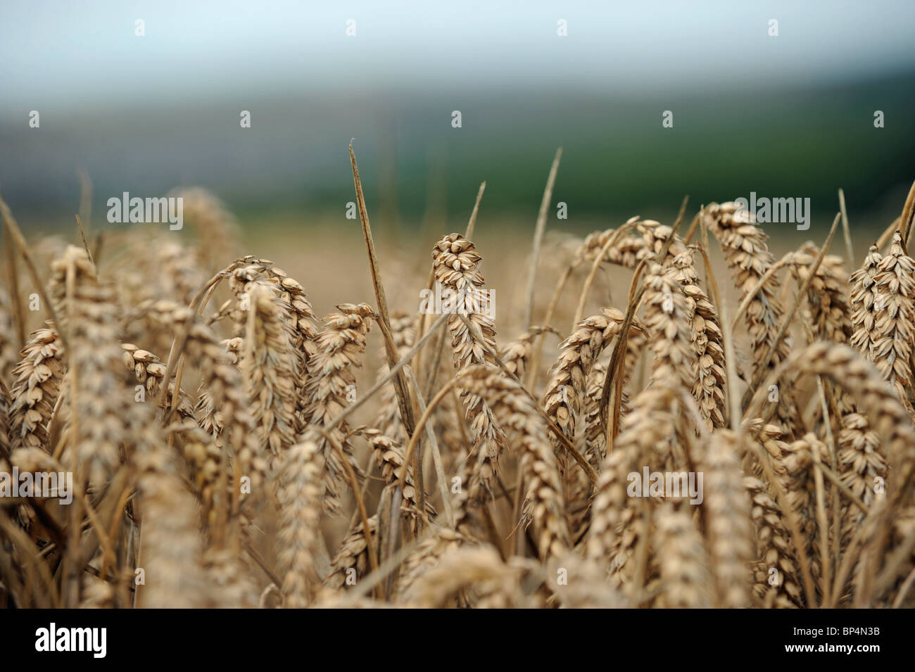 Champ de blé prêt pour récolte Sussex Royaume-Uni Grande-Bretagne Banque D'Images